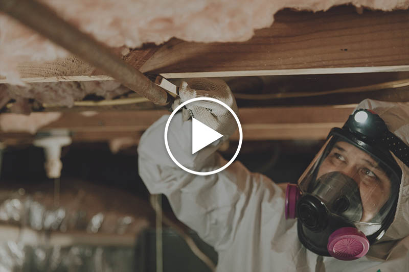 Mold Removal in Raleigh, North Carolina