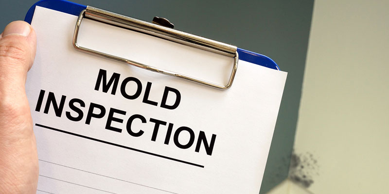 When to Schedule a Mold Inspection