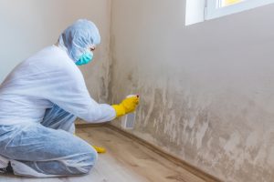 Trust the Experts for Reliable Mold Remediation