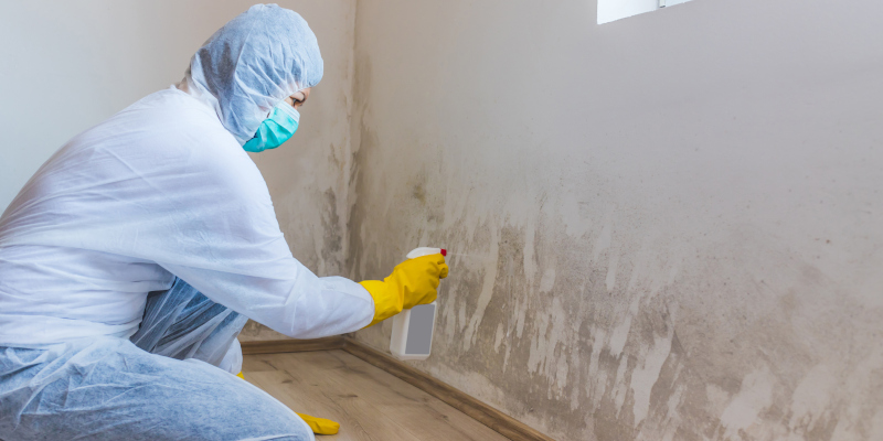 Trust the Experts for Reliable Mold Remediation