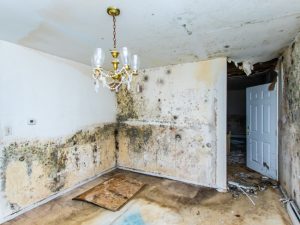 Mold Damage Can Be a Costly and Dangerous Problem