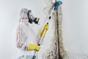 Why You Shouldn’t Handle Mold Removal on Your Own