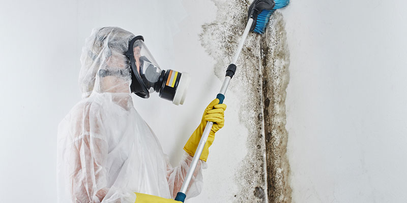 Why You Shouldn’t Handle Mold Removal on Your Own