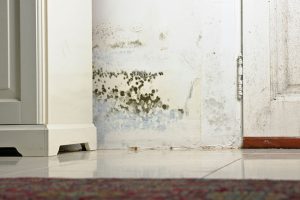 What Does Mold Damage Look Like in the Home?