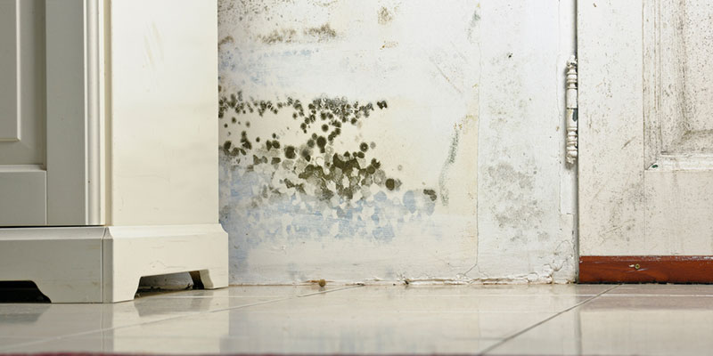 What Does Mold Damage Look Like in the Home?