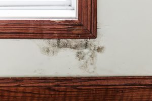 Potential Causes of Mold Damage in the Home