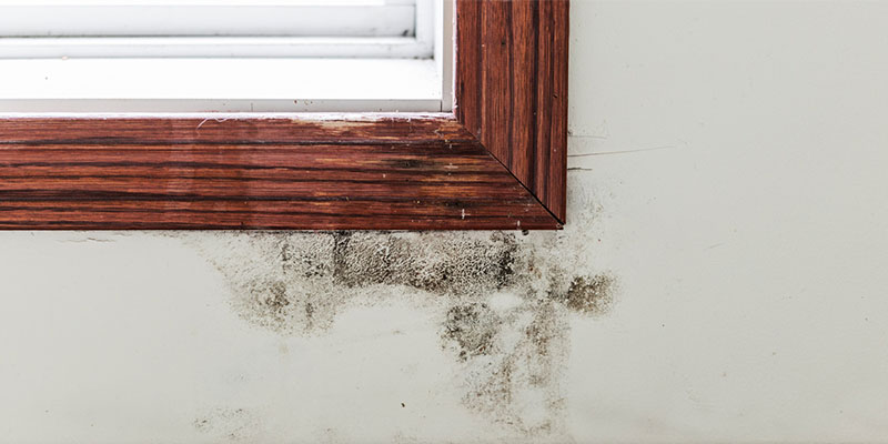 Potential Causes of Mold Damage in the Home
