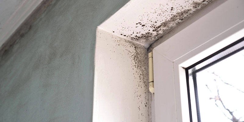 The Dos and Don’ts of Mold Removal