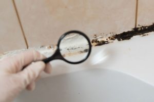 What Technicians Look for During a Mold Inspection