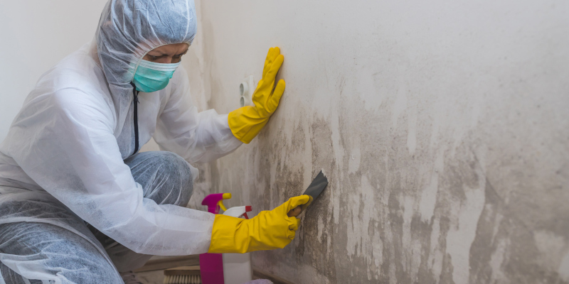 Mold Cleanup in Raleigh, North Carolina
