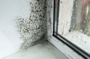 Why Is it Important to Detect Mold Damage Early?