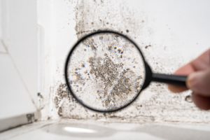 3 Reasons Why a DIY Mold Inspection Isn’t Reliable