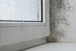 Common Problems With DIY Mold Removal Methods