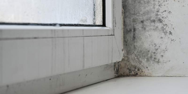 Common Problems With DIY Mold Removal Methods